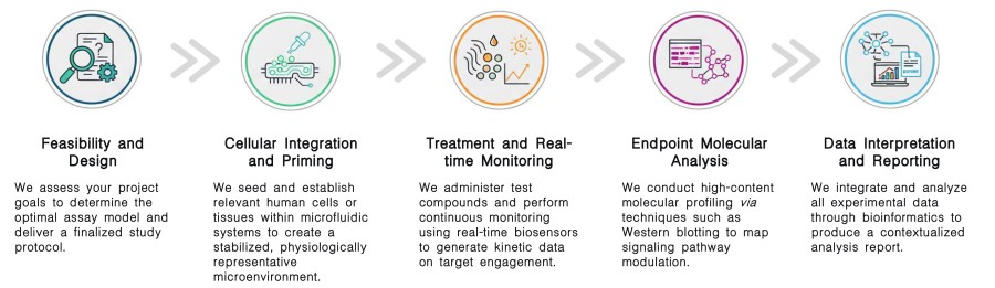 Workflow of In vitro Cellular & Signaling Investigation Services at Creative Biolabs. (Creative Biolabs Original)